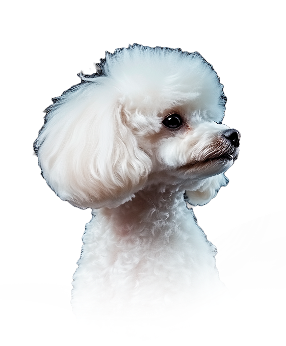 Здоровая собака Froman